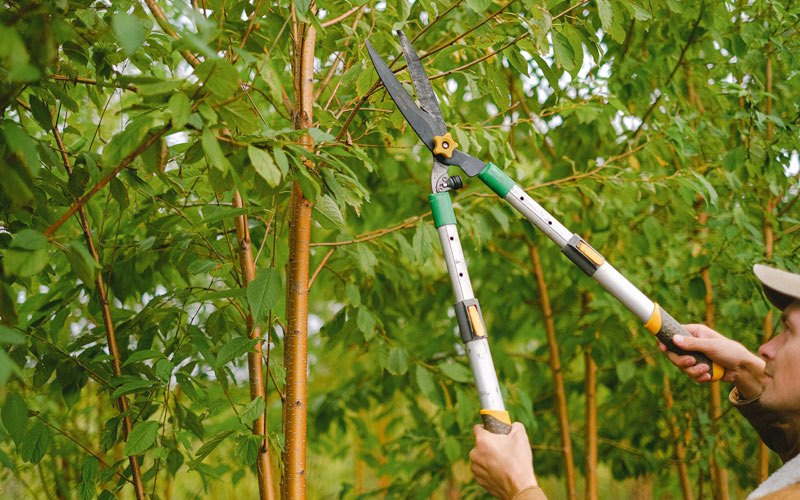 Tree trimming in Villalba, PR